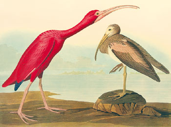 <p><strong>John James AUDUBON (French-American, 1785-1851)</strong></p>